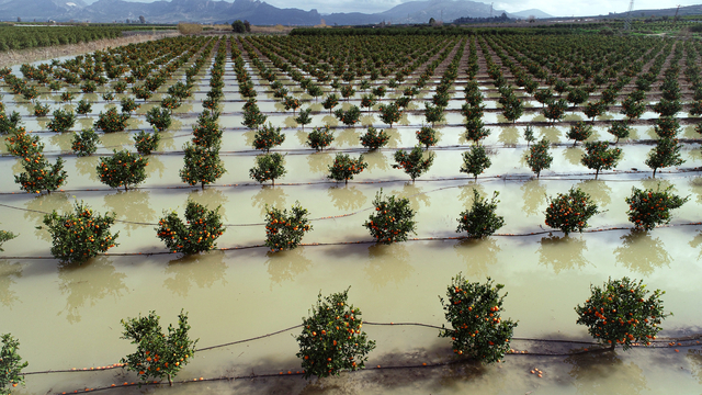 'Tarım arazileri su altında kalan Adana'da hasatlar 45 gün gecikecek'
