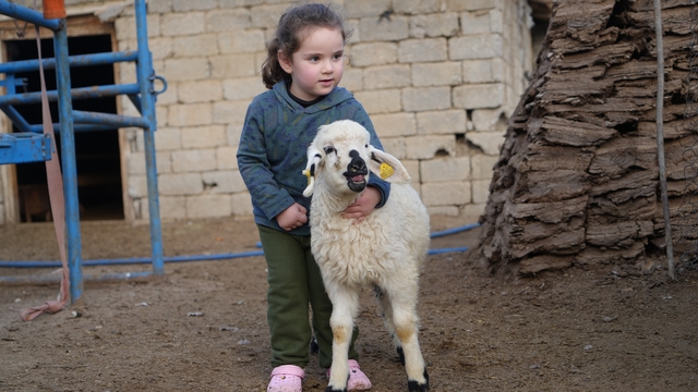 Muş'ta hayvan sayısı 1,4 milyonu aştı: 650 bin kuzu ve oğlak doğumu bekleniyor