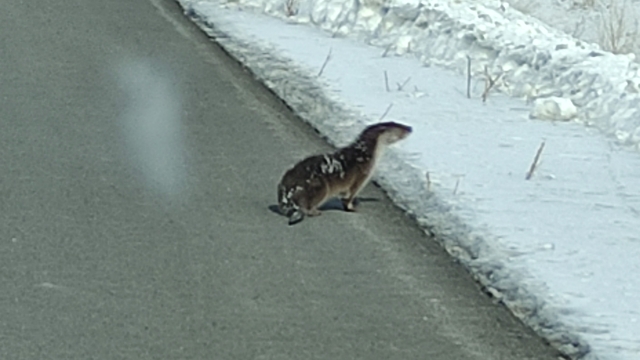 Nesli tehlikede olan su samuru yolunu kaybetti, kara yoluna indi