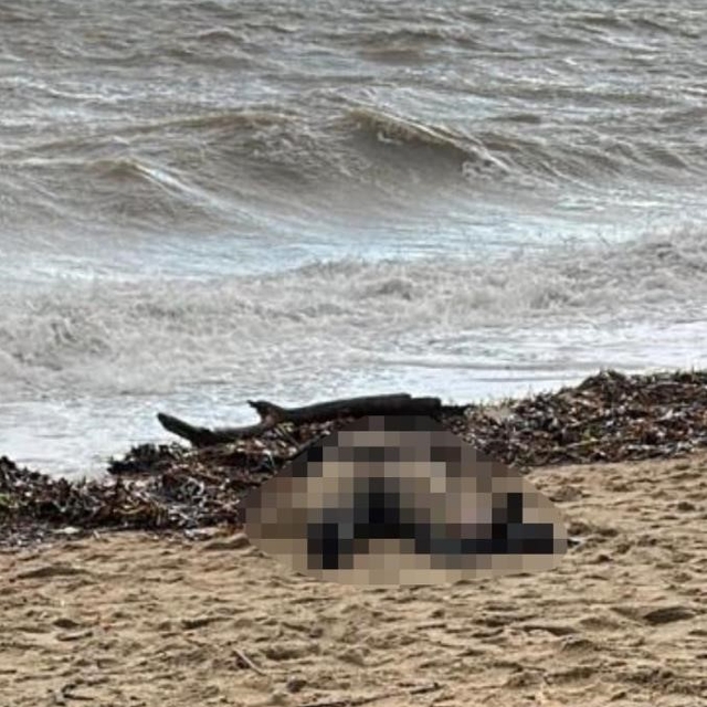 Kıyıya vuran kadın cesedi olayının sis perdesi aralanıyor
Kıyıya vuran cans...