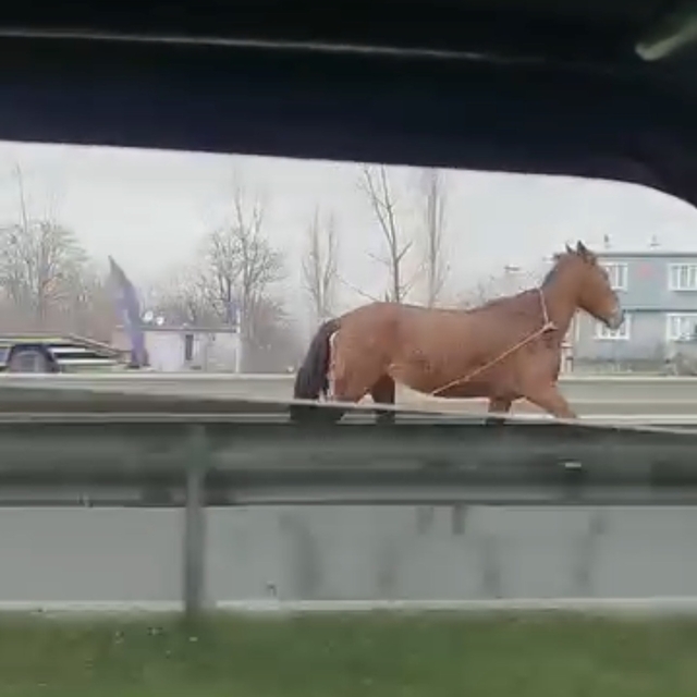 Başıboş at trafikte tehlike saçtı