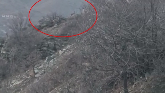 Diyarbakır'da nesli koruma altında bulunan dağ keçileri görüntülendi