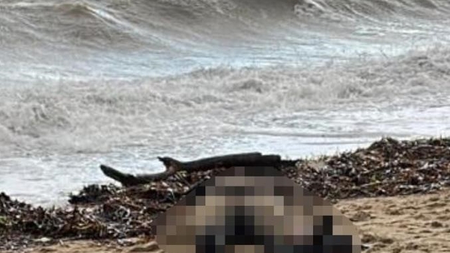 Kıyıya vuran kadın cesedi olayının sis perdesi aralanıyor
Kıyıya vuran cansız bedenin batan botta kaybolan göçmenlerden birine ait olduğu değerlendiriliyor