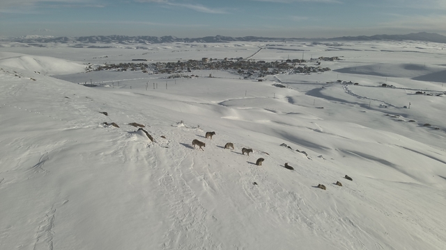 Karayazı'da kurt sürüsü gündüz vakti görüntülendi
