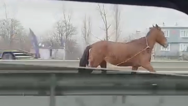 Başıboş at trafikte tehlike saçtı