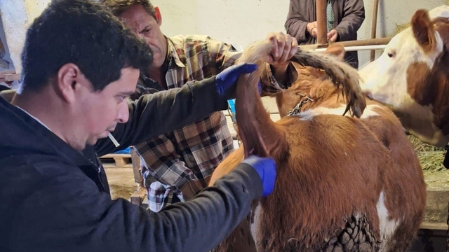 Emet'te şap sero-surveyans çalışmaları
50 büyükbaş hayvandan kan numunesi alındı