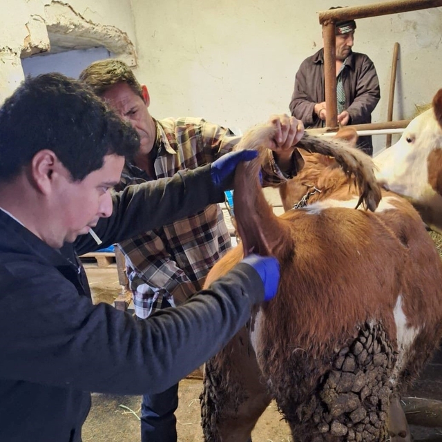 Emet'te şap sero-surveyans çalışmaları
50 büyükbaş hayvandan kan numunesi a...