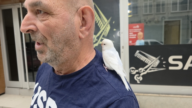 Sokaklarda omzundaki kuşuyla geziyor
Emekli vatandaşın en sadık dostu: "Pamuk"