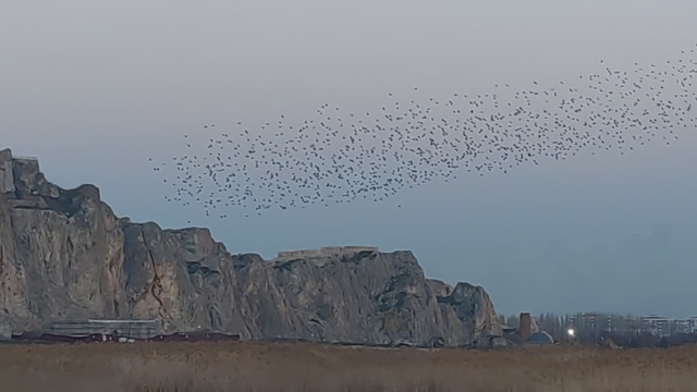 Gökyüzünde dans: Van Kalesi'nde sığırcık şöleni