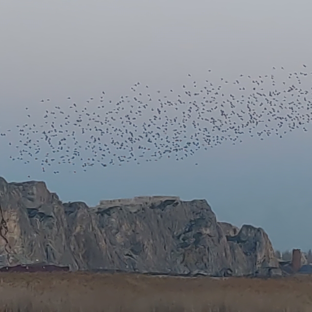 Gökyüzünde dans: Van Kalesi'nde sığırcık şöleni