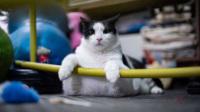 Tartıda yaklaşık 12 kiloyu gören kedi Boncuk, diyet ve pilatesle zayıflamaya çalışıyor