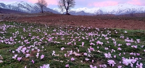 Elazığ'da baharın habercisi çiğdemler erken açtı