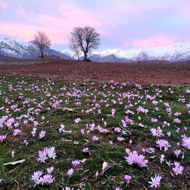 Elazığ'da baharın habercisi çiğdemler erken açtı