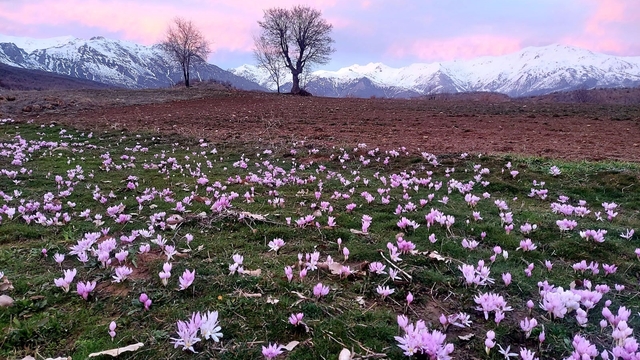Elazığ'da baharın habercisi çiğdemler erken açtı