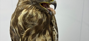 Göç yolunda yorgun düşen hayvanların yardımına köylüler yetişiyor
Mugada ha...