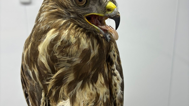 Göç yolunda yorgun düşen hayvanların yardımına köylüler yetişiyor
Mugada havzasında 14 ayda 162 yaban hayvanı tedavi edilip doğaya salındı