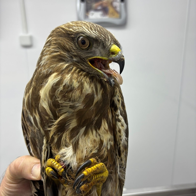 Göç yolunda yorgun düşen hayvanların yardımına köylüler yetişiyor
Mugada ha...