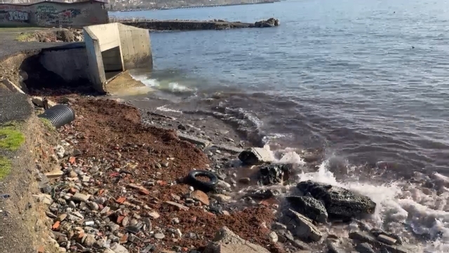 Marmara'daki fırtına Tekirdağ kıyılarını kızıl yosunla sürükledi
