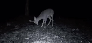 Ganos Dağı'ndaki yaban hayatı fotokapana yansıdı