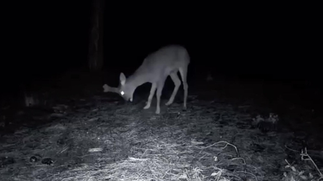 Ganos Dağı'ndaki yaban hayatı fotokapana yansıdı