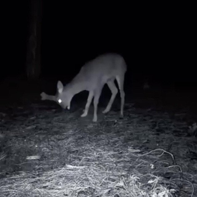 Ganos Dağı'ndaki yaban hayatı fotokapana yansıdı