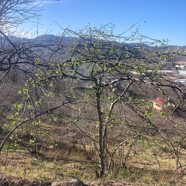 Fındık üreticilerine sigorta uyarısı