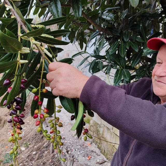 Kış ortasında yalancı bahara aldanan karayemiş ve dut ağaçları çiçek açıp m...