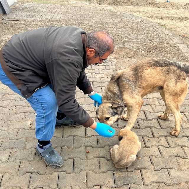 Yemek artıkları mamaya dönüşüyor