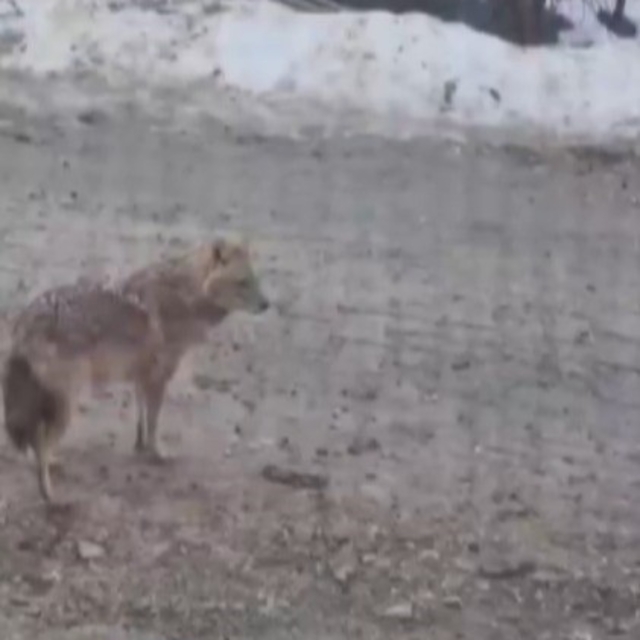 Yiyecek arayan kurt yerleşim yerine indi