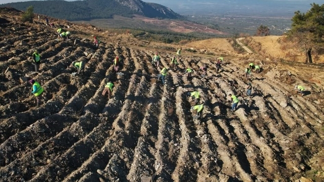 Akhisar'da yanan alanlar yeniden yeşeriyor: 2 milyon 325 bin fidan toprakla buluşacak