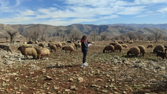 Ormaniçi'nde mera seferberliği: Ekipler sahada, arazi kullanımı mercek altında