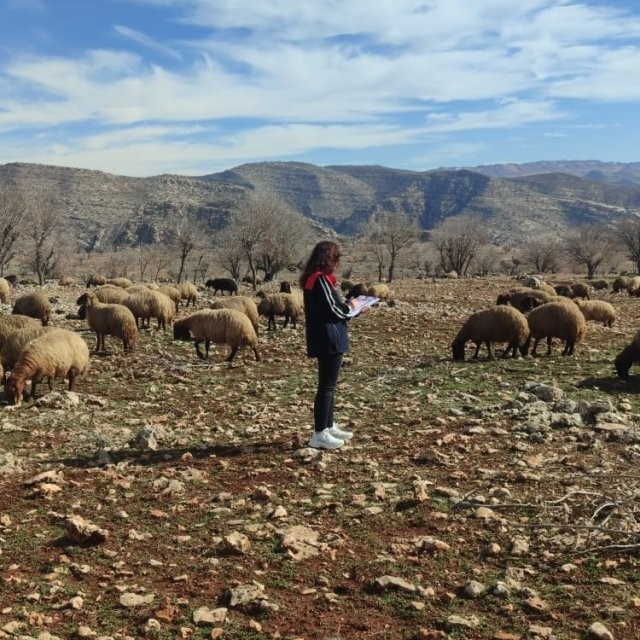 Ormaniçi'nde mera seferberliği: Ekipler sahada, arazi kullanımı mercek altı...