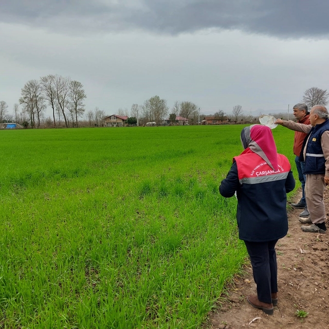 Çarşamba'da fenolojik gözlem ve destekleme çalışmaları