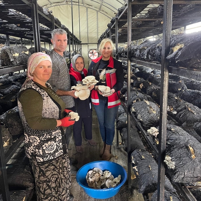 Çarşamba'da mantar hasadı etkinliği