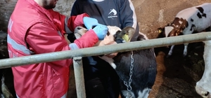 Çarşamba'da büyükbaş hayvanlara şap ve brucella aşısı