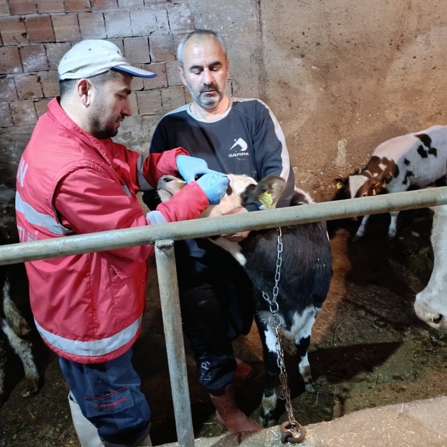Çarşamba'da büyükbaş hayvanlara şap ve brucella aşısı