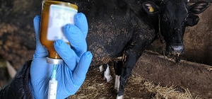 Kırklareli'nde büyükbaş hayvanlara şap aşısı