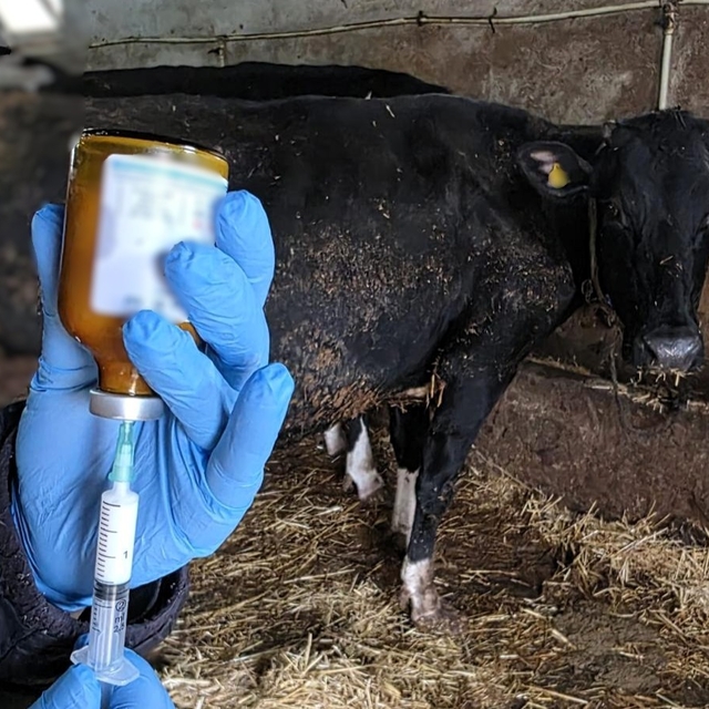 Kırklareli'nde büyükbaş hayvanlara şap aşısı