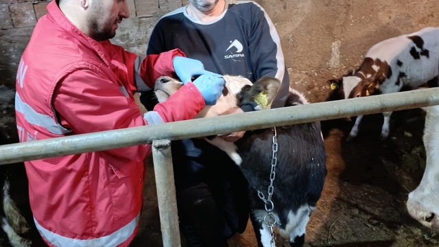 Çarşamba'da büyükbaş hayvanlara şap ve brucella aşısı