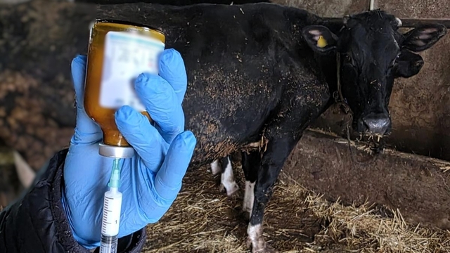 Kırklareli'nde büyükbaş hayvanlara şap aşısı