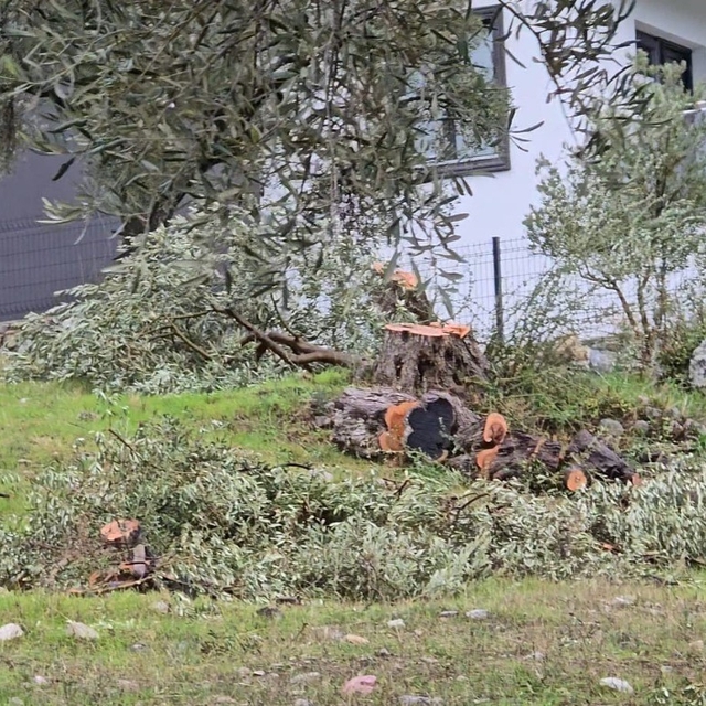 Zeytin ağaçlarını kesen ve görevinden istifa eden CHP'li başkana 36 bin 762...