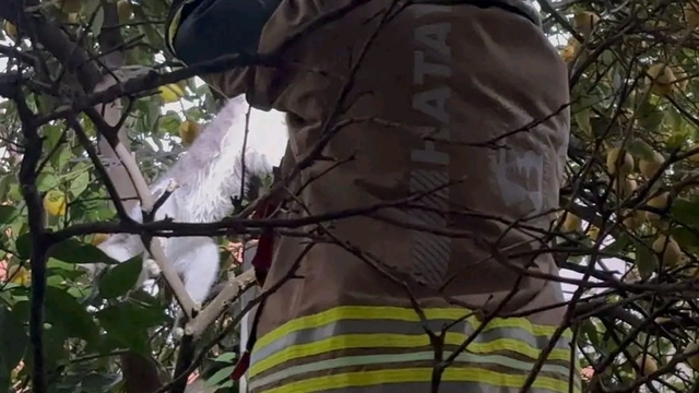 Hatay'da ağaca takılan kediyi itfaiye kurtardı