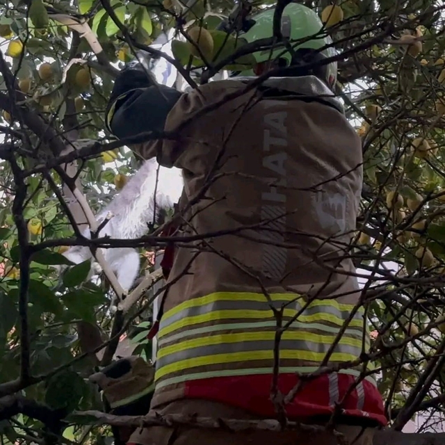 Hatay'da ağaca takılan kediyi itfaiye kurtardı