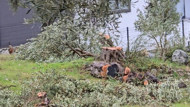 Zeytin ağaçlarını kesen ve görevinden istifa eden CHP'li başkana 36 bin 762 lira para cezası
Özgür Özel'in Milas'ta "zeytin ağaçlarının korunması" mitingi düzenlemesinden sadece bir gün önce, kendi ilçe başkanının 100 yıllık zeytin ağaçlarını kestirdiği ortaya çıkmıştı