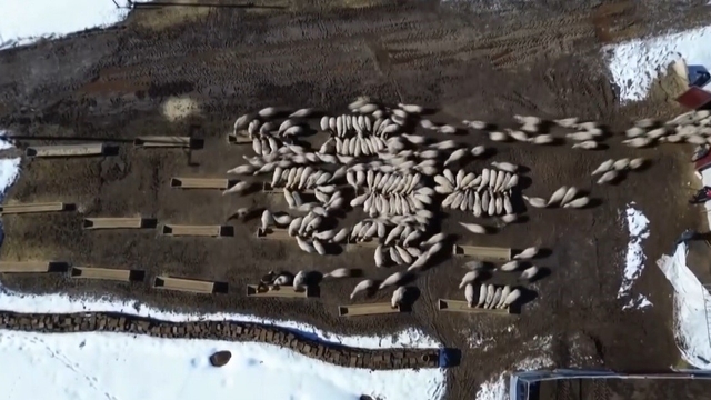 Bayburt'ta 50 milyon liralık yem desteği 2 bin 601 işletmeye ulaştı