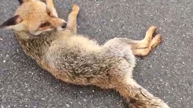 Hatay'da yaralı tilki tedaviye alındı