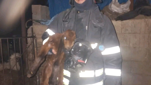 Hatay'da ahırda korkutan yangın