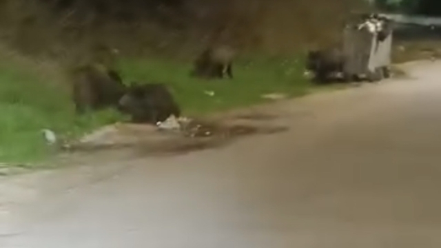 Bursa'da aç kalan domuz sürüsü şehre indi