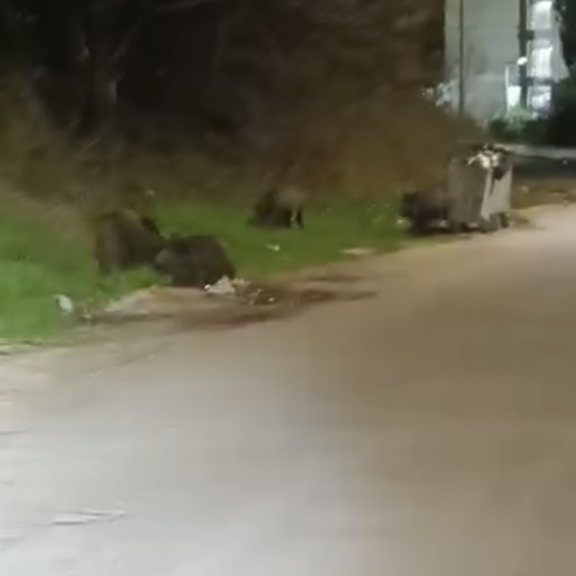 Bursa'da aç kalan domuz sürüsü şehre indi