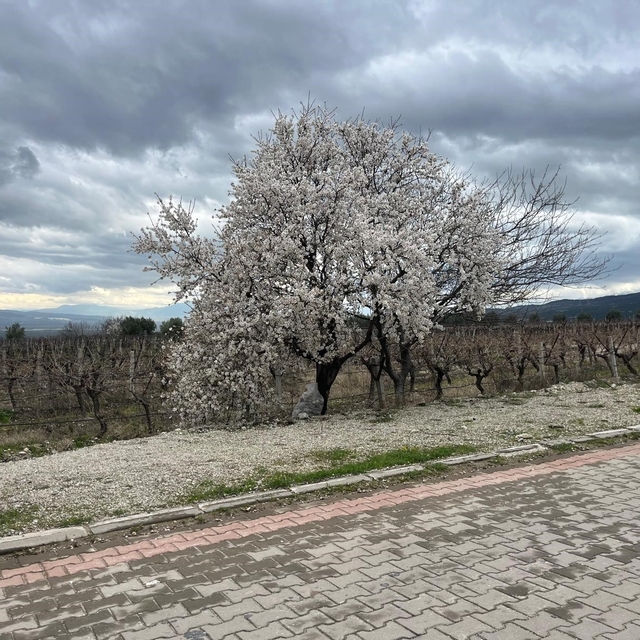 Bahar renkleriyle geliyor